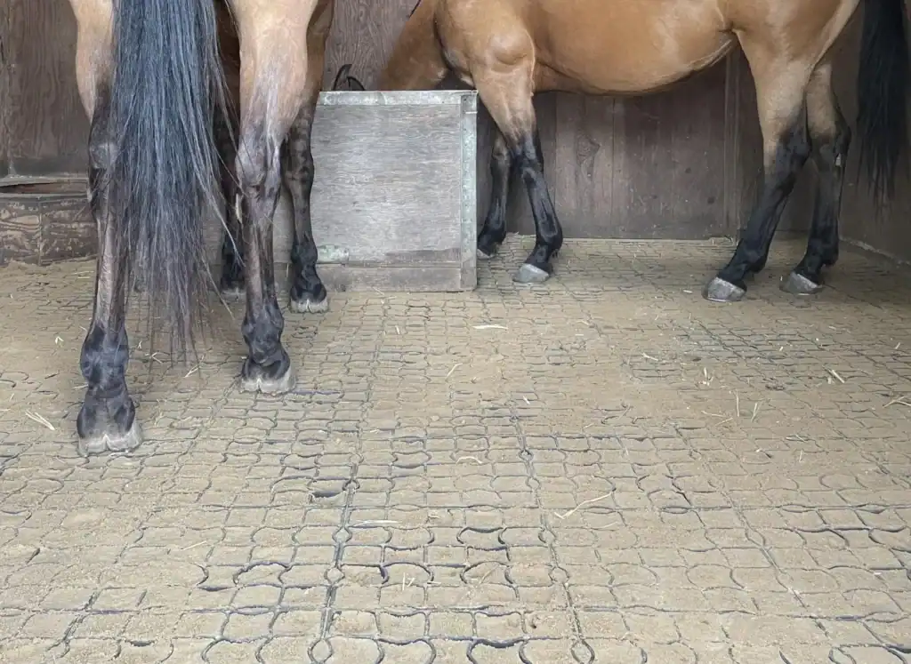 صورة عن قرب لأرجل وحوافر الخيول وهي تقف على شبكة تثبيت الحقل مع حشو الرمل في منطقة تغذية الإسطبل